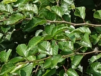 Carpinus coreana