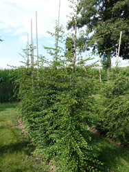 Carpinus coreana