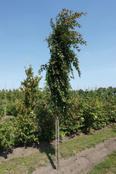 Carpinus henryana