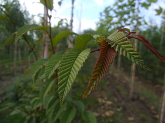 Carpinus japonica - Japanse haagbeuk