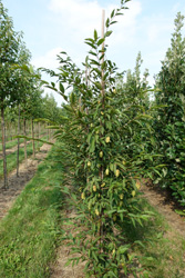 Carpinus japonica ‘Chinese Lantern