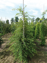 Carpinus japonica