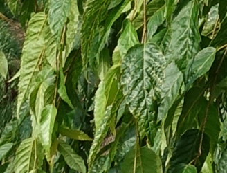 Carpinus polyneura