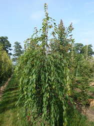 Carpinus polyneura