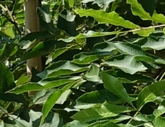 Carya illinoinensis