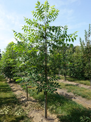 Carya illinoinensis