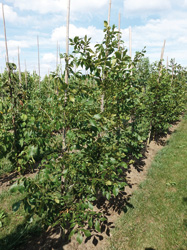 Carya ovata