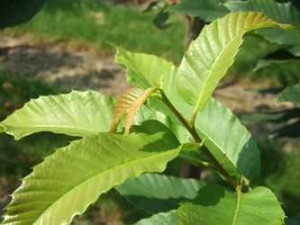 Castanea sativa - Tamme kastanje