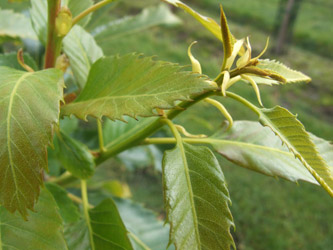 Castanea sativa ‘Marron de Lyon’