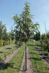 Castanea sativa ‘Variegata’ 