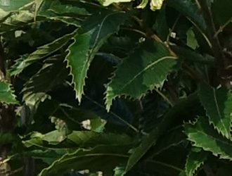 Castanea sativa 'Vincent van Gogh'