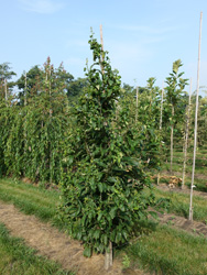Castanea sativa 'Vincent van Gogh'