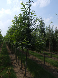Castanea sativa - Tamme kastanje