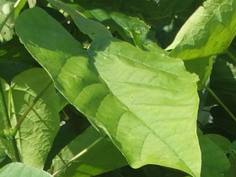 Catalpa bignonioides - Trompetboom