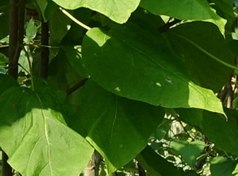 Catalpa bignonioides ‘Aurea’ 