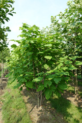 Catalpa bignonioides ‘Aurea’ 