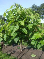 Catalpa bignonioides - Trompetboom