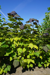 Catalpa bignonioides ‘Purpurea’ 