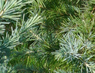 Cedrus deodara 'Bushes Electra'
