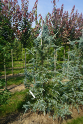 Cedrus deodara 'Bushes Electra'