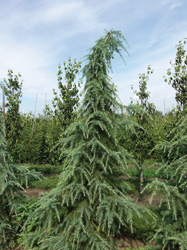 Cedrus deodara 
