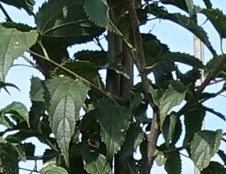 Celtis australis 