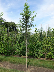 Celtis australis 