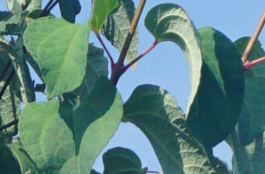 Cercidiphyllum japonicum ‘Magnificum’