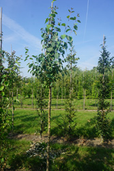 Cercidiphyllum japonicum ‘Magnificum’