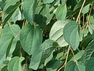 Cercidiphyllum japonicum ‘Pendulum’ 