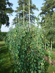 Cercidiphyllum japonicum ‘Pendulum’ 