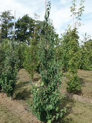 Cercidiphyllum japonicum ‘Rotfuchs’