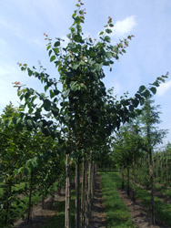 Cercidiphyllum japonicum - Katsuraboom, hartjesboom, koekenboom, judasboom