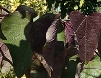Cercis canadensis Forest Pansy