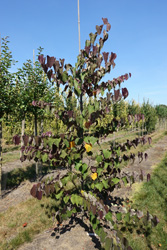 Cercis canadensis Forest Pansy