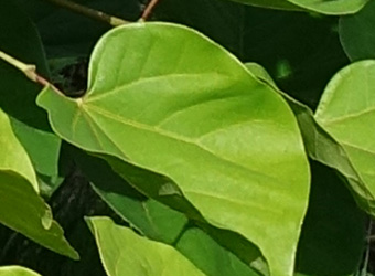 Cercis chinensis 'Melon Beauty'