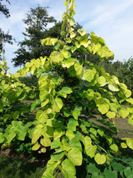 Cercis chinensis 'Melon Beauty'