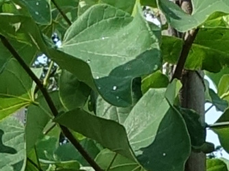 Cercis canadensis ‘Royal White’ 