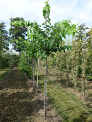 Cercis canadensis ‘Royal White’ 