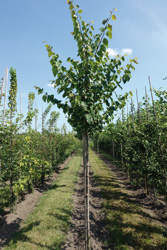Cercis canadensis 