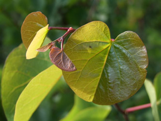 Cercis siliquastrum - Judasboom