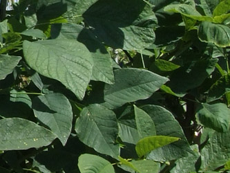 Cladrastis kentukea - Geelhout