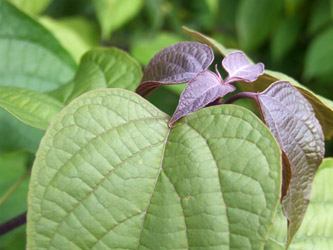 Clerodendrum trichotomum ‘Purple Blaze’ - Kansenboom of Pindakaasboom