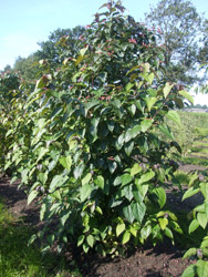 Clerodendrum trichotomum ‘Purple Blaze’ - Kansenboom of Pindakaasboom