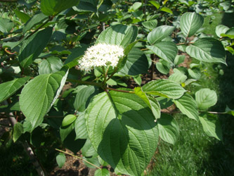 Cornus alba - Witte Kornoelje