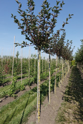 Cornus alba ‘Kesselringii’