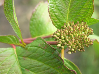 Cornus alba 'Sibirica'