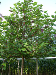 Cornus alba 'Sibirica'