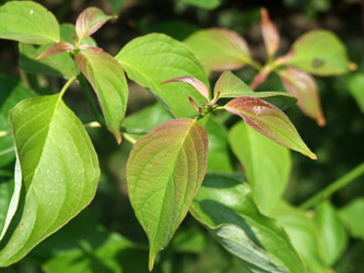 Cornus controversa - Reuzenkornoelje, Pagodekornoelje