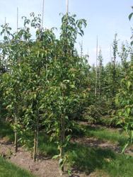 Cornus controversa - Reuzenkornoelje, Pagodekornoelje